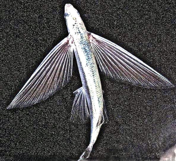 Cheilopogon pinnnatibarbatus_04